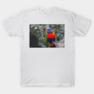 Highly colourful rainbow lorikeet on branch T-Shirt